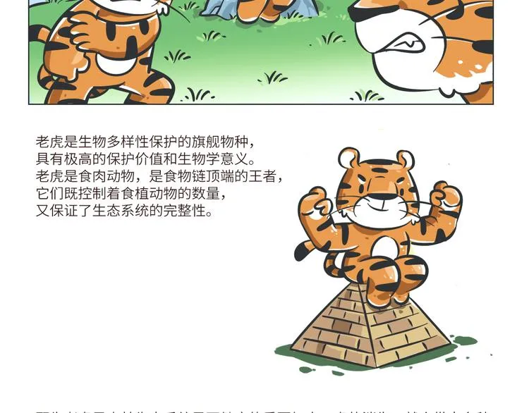 熊猫君和黄逗菌可持续生活志第二季漫画,科普番外——印度支那虎3图