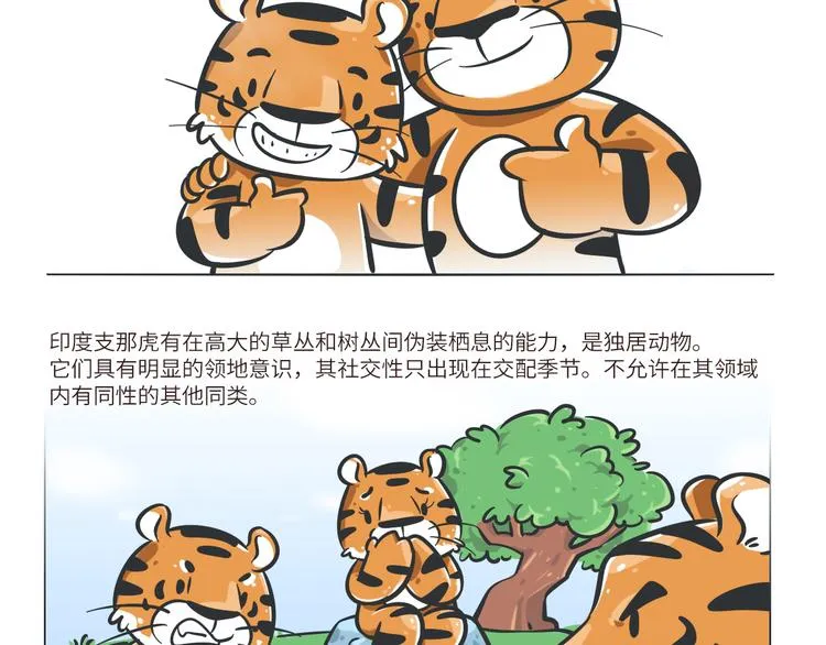 熊猫君和黄逗菌可持续生活志第二季漫画,科普番外——印度支那虎2图