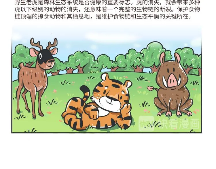 熊猫君和黄逗菌可持续生活志第二季漫画,科普番外——印度支那虎4图